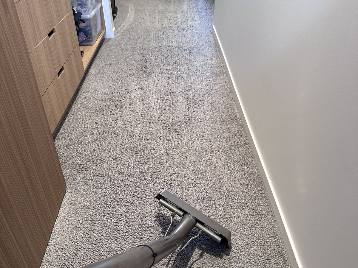 What Pet Owners Should Know About Carpet Cleaning on the Gold Coast