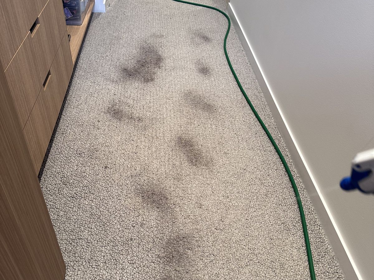 How to Remove the Most Common Carpet Stains
