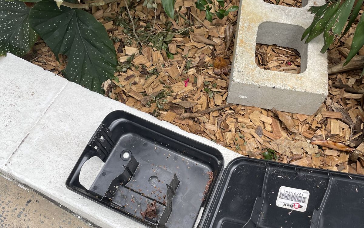 Eco-Friendly Rodent Control Solutions