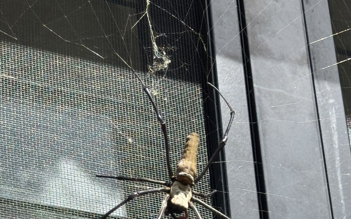 Understanding and Managing Webbing Spiders in Your Home