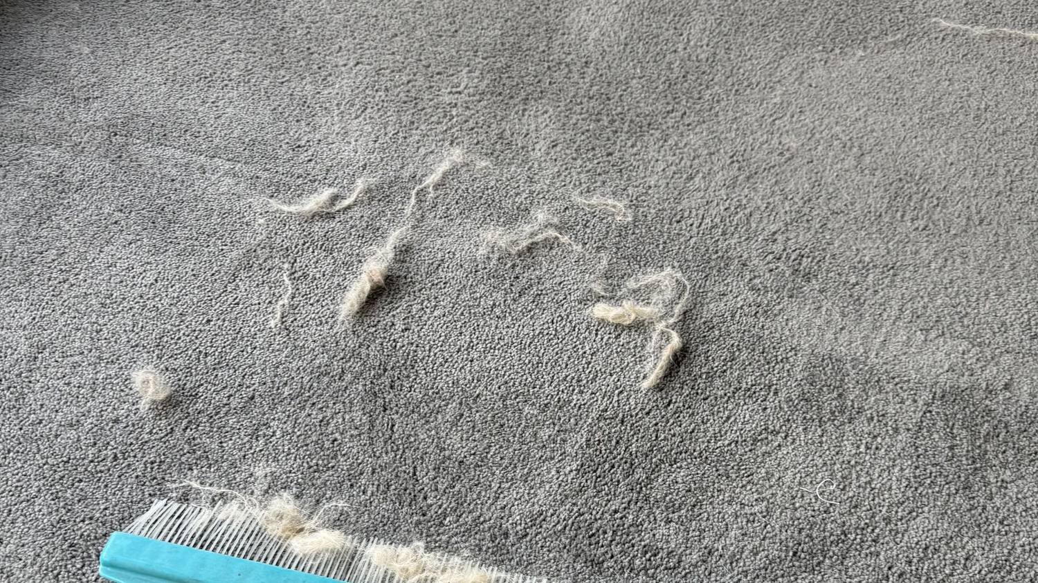 How to Prepare Your Home for a Carpet Clean