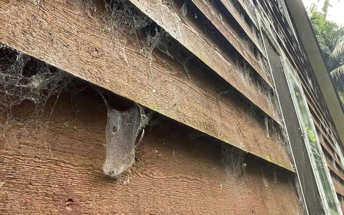 Safe Techniques to Eliminate Spider Webs and Prevent Their Return