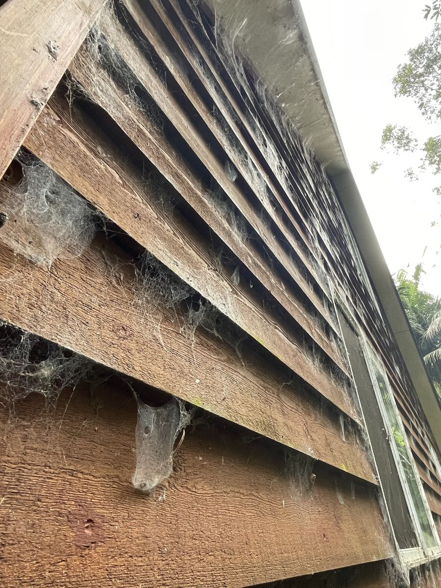Safe Techniques to Eliminate Spider Webs and Prevent Their Return