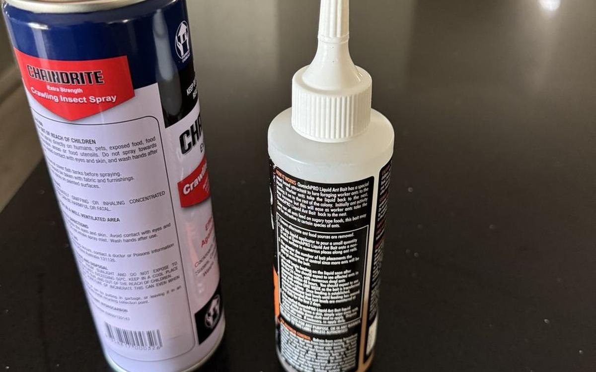 Steps to Take If You Find Ants in Your Kitchen