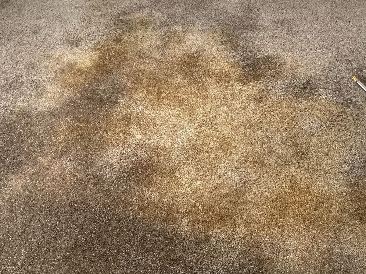 What Carpet Odours Reveal About Hidden Hygiene Issues