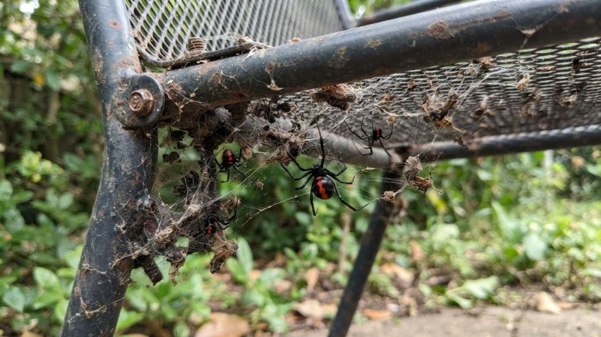 How to Keep Red Back Spiders Out of Your Backyard