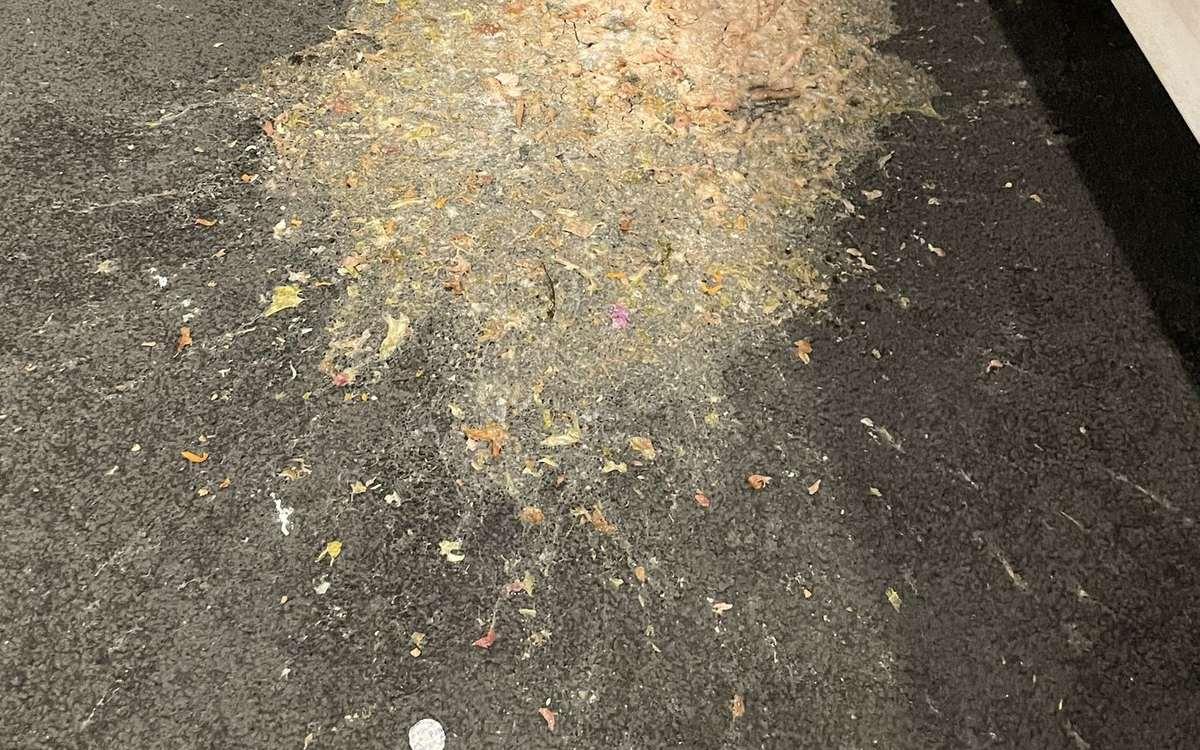 Vomit on Carpet: Quick Response Before It Sets In