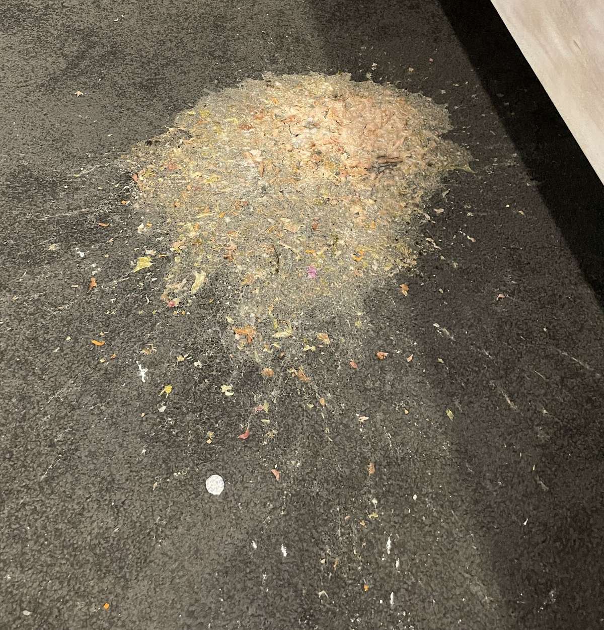 vomit stain removal carpet Gold Coast CPH Services Gold Coast